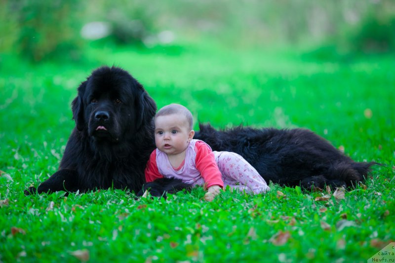 Фото: ньюфаундленд Ih Visochestvo Viola Zhanmonika (Их Высочество Виола Жанмоника)