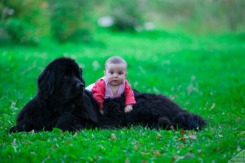 Фото: ньюфаундленд Ih Visochestvo Viola Zhanmonika (Их Высочество Виола Жанмоника)