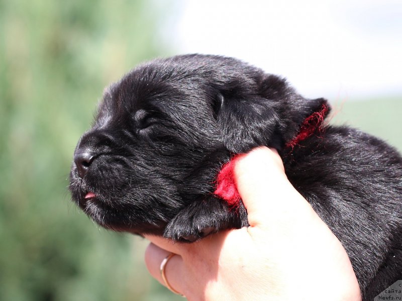 Фотография № 211918