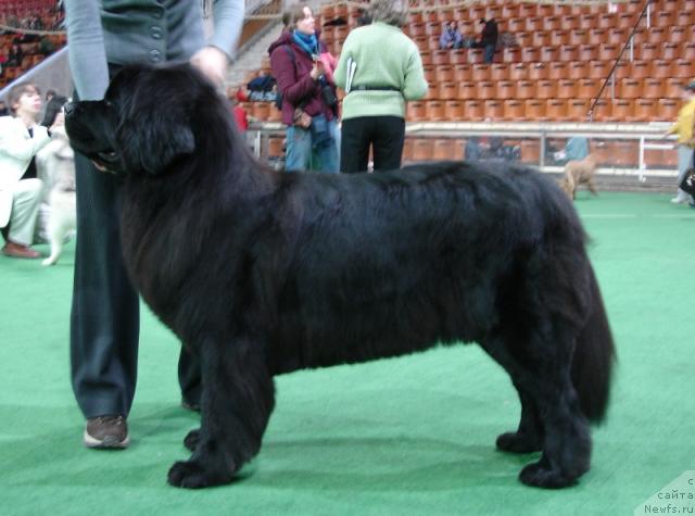 Фото: ньюфаундленд CHansi iz Zolotogo Treugol'nika (Чанси из Золотого Треугольника)