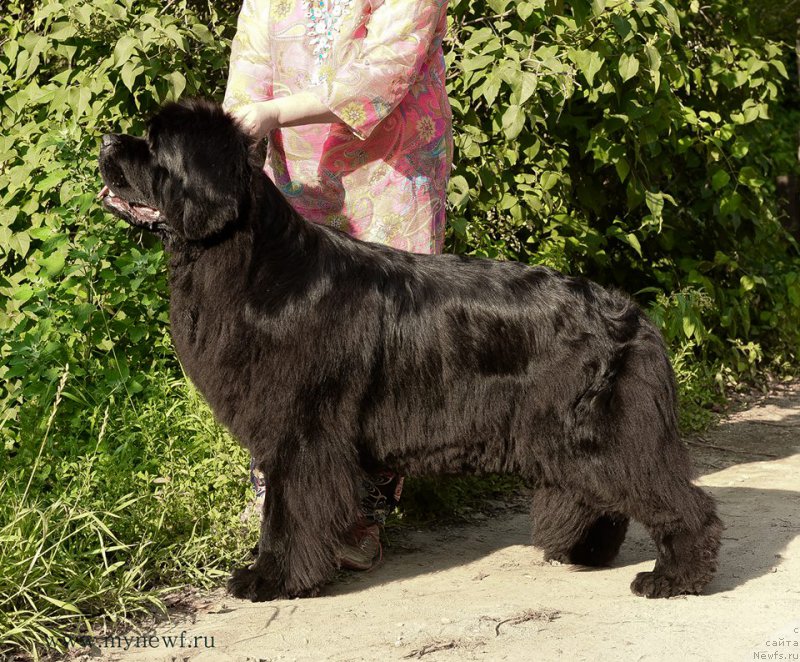 Фото: ньюфаундленд N'yufort Carica Nochi (Ньюфорт Царица Ночи)