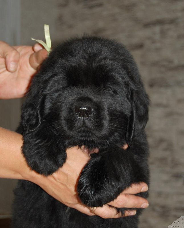 Фото: ньюфаундленд Chardonnay Kara Deniz