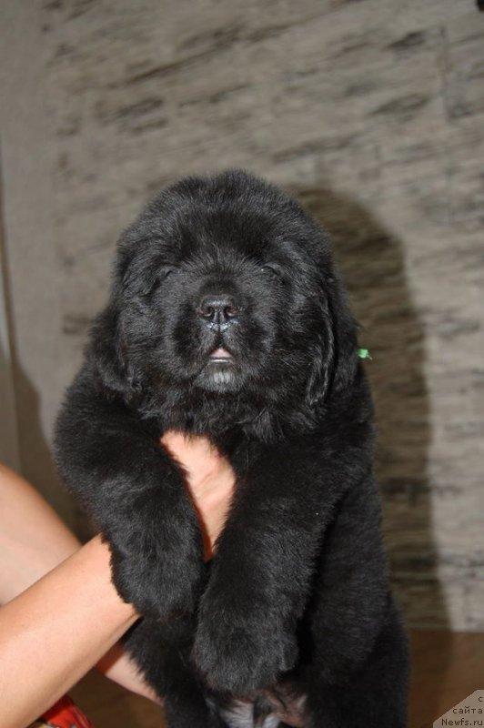 Фото: ньюфаундленд Chardonnay Kara Deniz