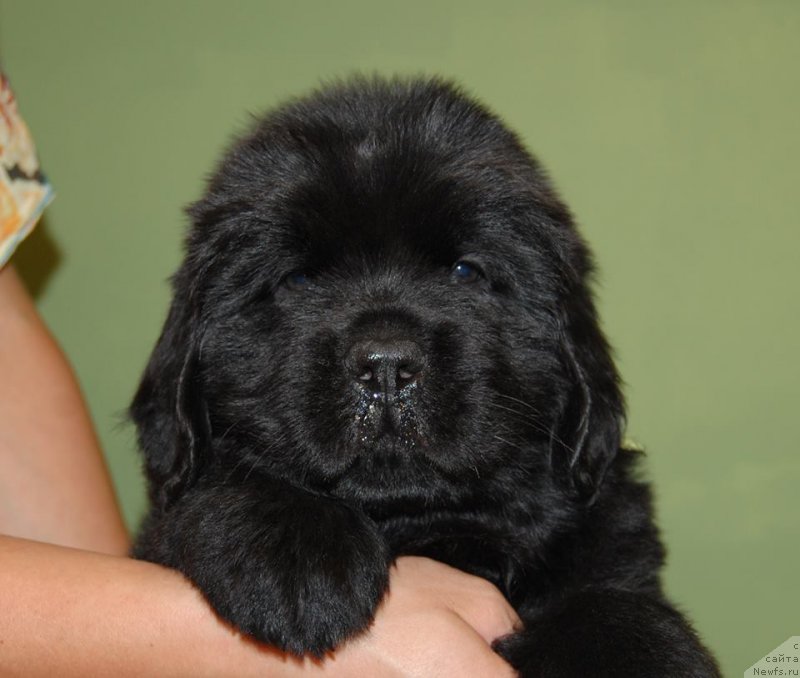 Фото: ньюфаундленд Chardonnay Kara Deniz