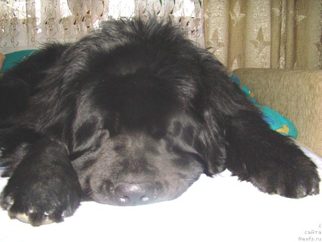 Фото: ньюфаундленд Super Premium Bumer (Супер Премиум Бумер)