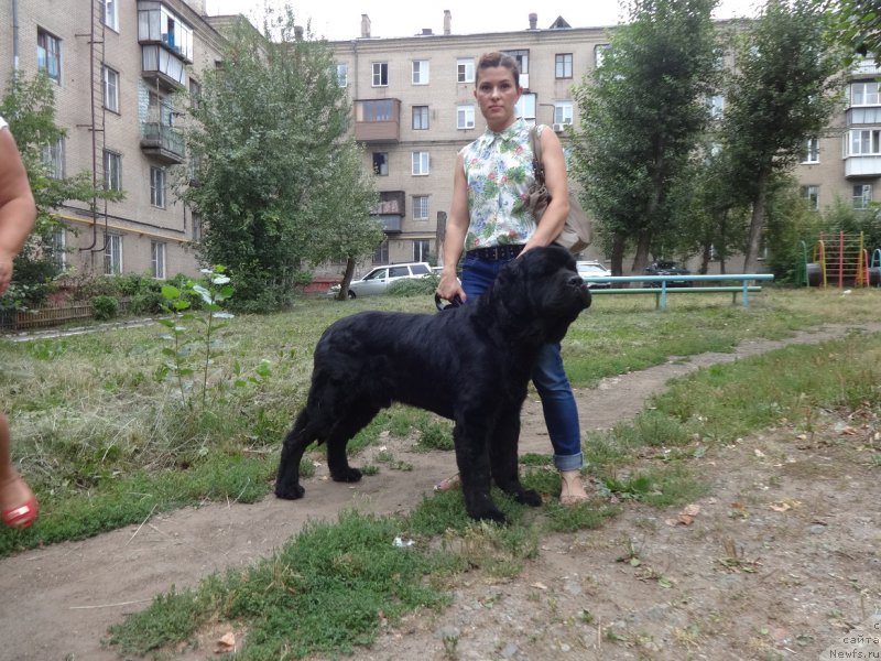 Фото: ньюфаундленд N'yufort Smayl Fryendi (Ньюфорт Смайл Фрэнди)