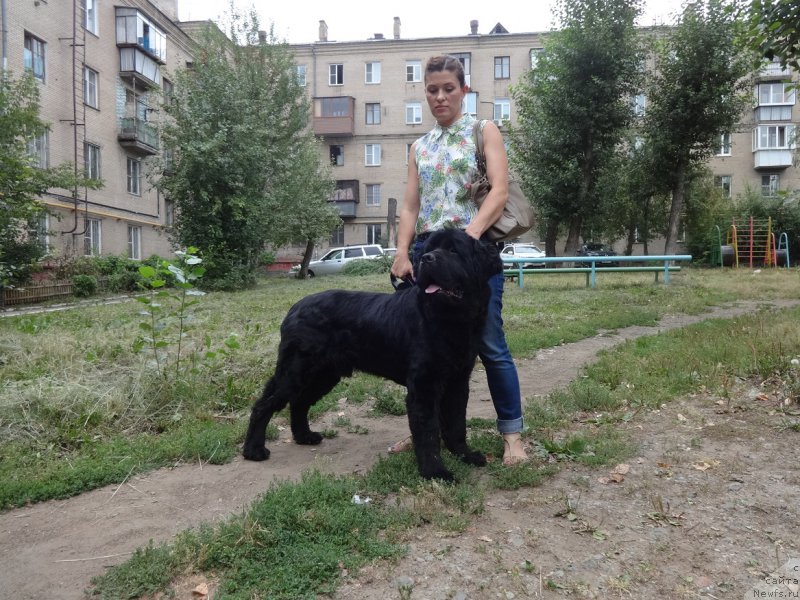 Фото: ньюфаундленд N'yufort Smayl Fryendi (Ньюфорт Смайл Фрэнди)