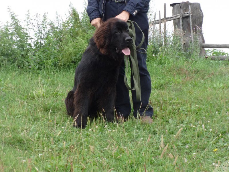 Фото: ньюфаундленд N'yufort Zvenislava (Ньюфорт Звенислава)