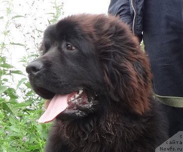 Фото: ньюфаундленд N'yufort Zvenislava (Ньюфорт Звенислава)