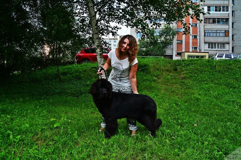 Фото: ньюфаундленд Njufort Zoloto Satori (Ньюфорт Золото Сатори)