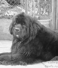 Фото: ньюфаундленд Njufort Atlantida (Ньюфорт Атлантида)