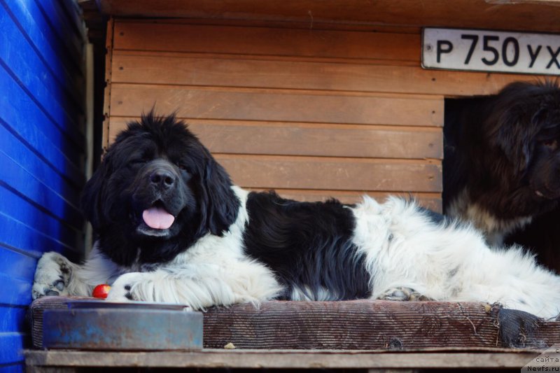 Фото: ньюфаундленд Vargas de la Massa Armando (Варгас Де Ла Масса Армандо)