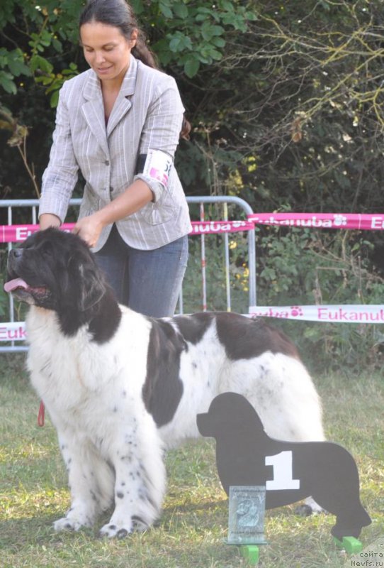 Фото: ньюфаундленд Oukaya Forever d'Amour et d'Eau Fraiche