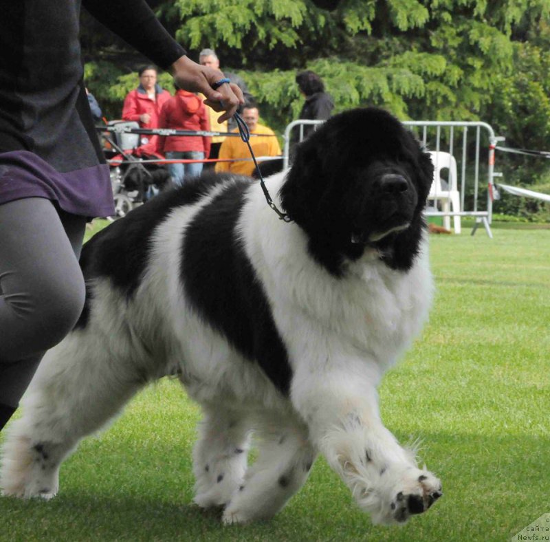 Фото: ньюфаундленд Threeponds Hidden Treasure