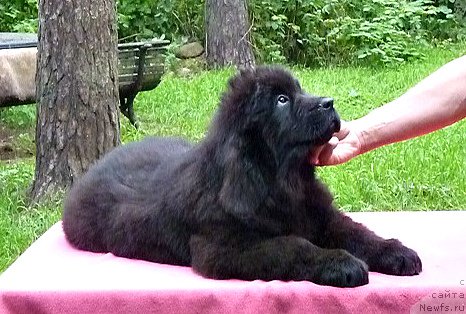 Фото: ньюфаундленд Smigar Vanity Fair (Смигар Вэнити Фэа)