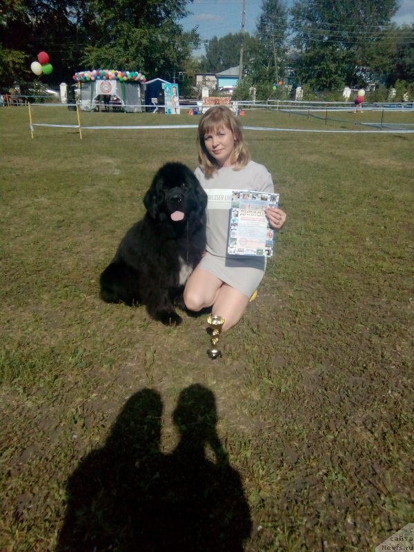 Фото: ньюфаундленд Blyek Diamond Agidel' ot Potapa CHarlotta (Блэк Диамонд Агидель от Потапа Чарлотта)