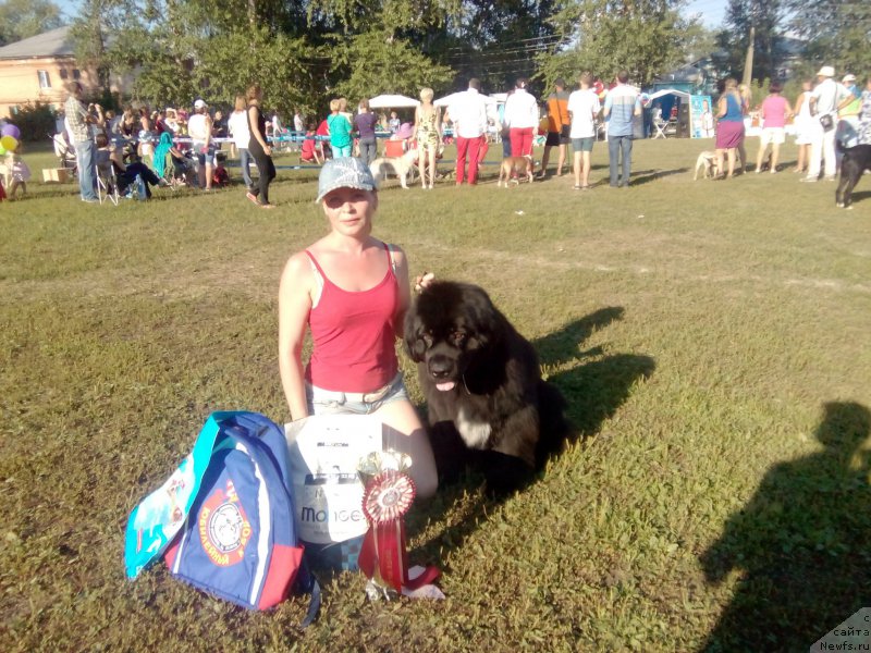 Фото: ньюфаундленд Blyek Diamond Agidel' ot Potapa CHarlotta (Блэк Диамонд Агидель от Потапа Чарлотта)