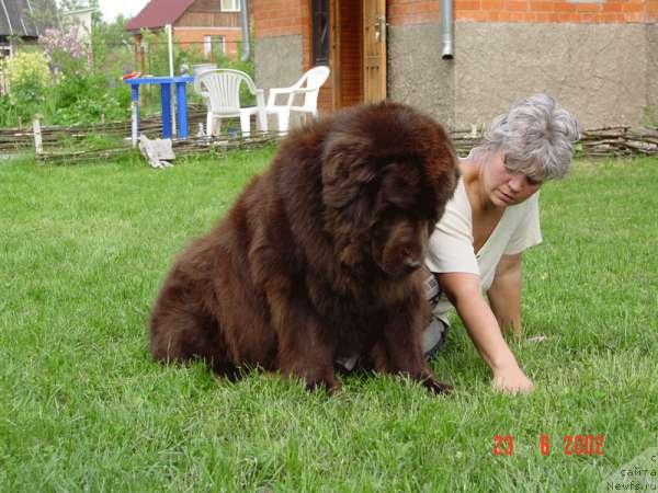 Фото: ньюфаундленд Obush SHed Tan Defis Tori (Обуш Шед Тан Дефис Тори)