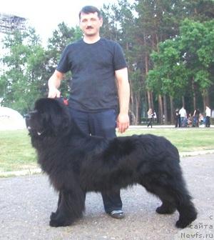 Фото: Viktor Povh (Виктор Повх), ньюфаундленд Super Premium Bumer (Супер Премиум Бумер)