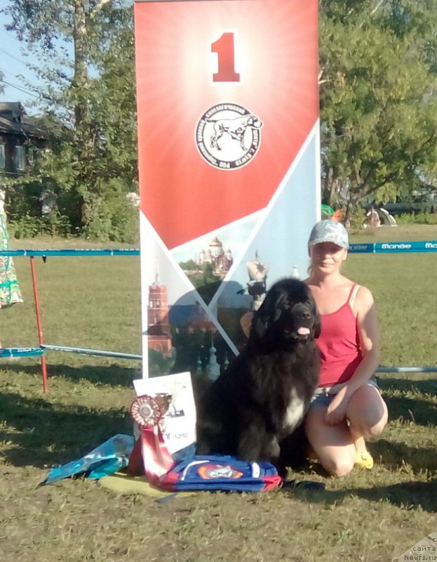 Фото: ньюфаундленд Blyek Diamond Agidel' ot Potapa CHarlotta (Блэк Диамонд Агидель от Потапа Чарлотта)