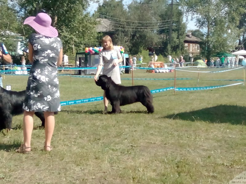 Фото: ньюфаундленд Blyek Diamond Agidel' ot Potapa CHarlotta (Блэк Диамонд Агидель от Потапа Чарлотта)