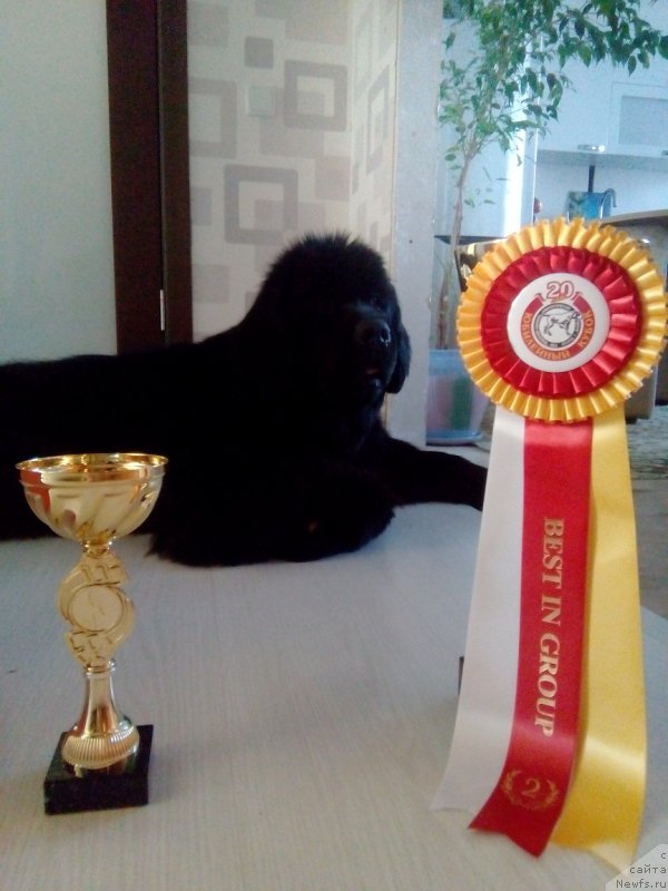 Фото: ньюфаундленд Blyek Diamond Agidel' ot Potapa CHarlotta (Блэк Диамонд Агидель от Потапа Чарлотта)