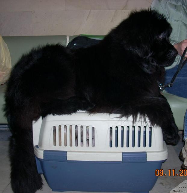 Фото: ньюфаундленд Glendzhoah Ekso (Гленджоан Эксо)