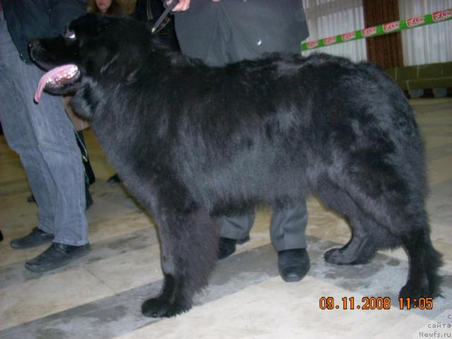 Фото: ньюфаундленд Konan Pandyerouz (Конан Пандэроуз)