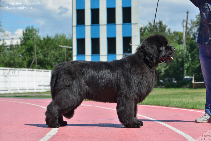 Фото: ньюфаундленд S'Nezhnaya Vjuga Alyaniko del Vulture (С'Нежная Вьюга Альянико Дель Вультуре)