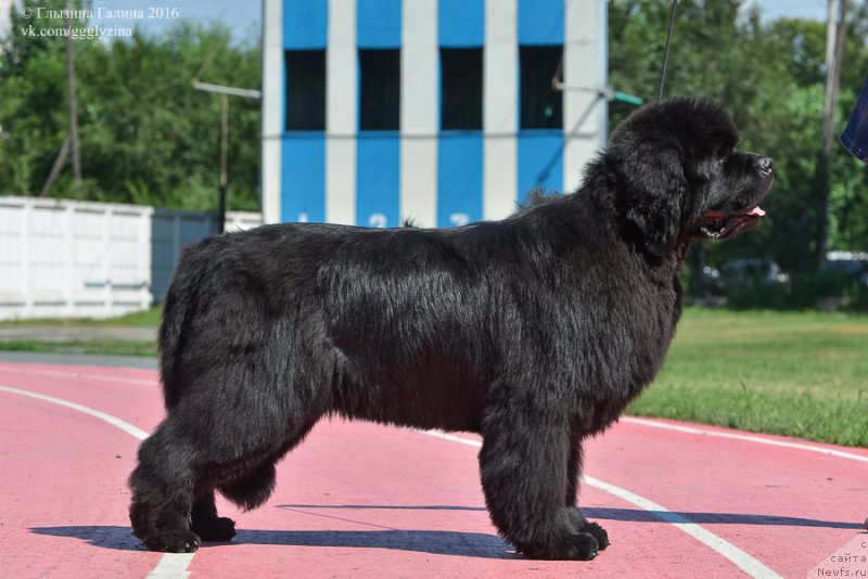 Фото: ньюфаундленд S'Nezhnaya Vjuga Alyaniko del Vulture (С'Нежная Вьюга Альянико Дель Вультуре)