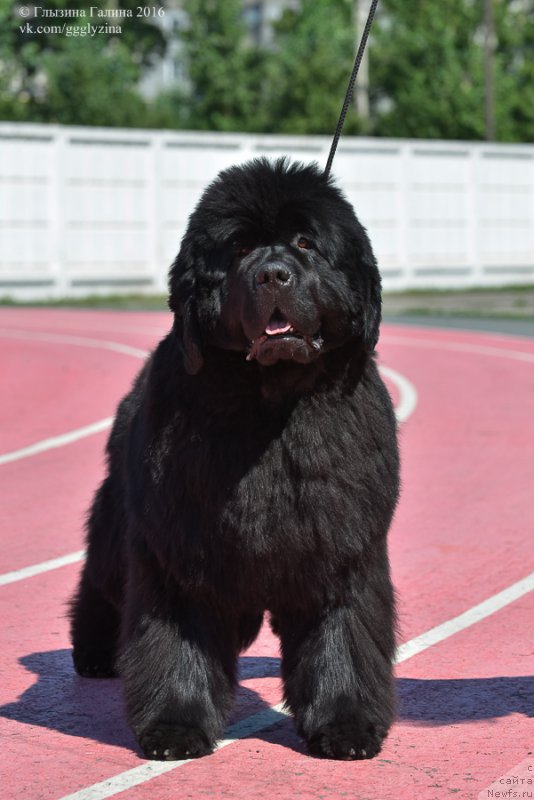 Фото: ньюфаундленд S'Nezhnaya Vjuga Alyaniko del Vulture (С'Нежная Вьюга Альянико Дель Вультуре)