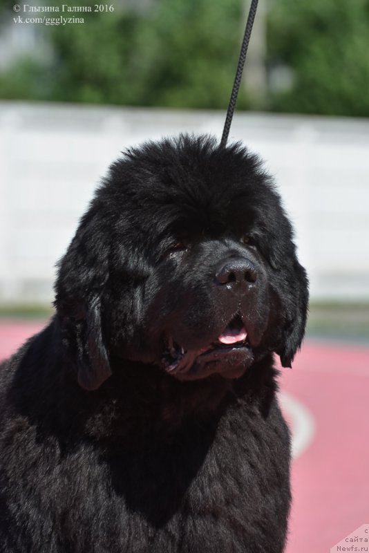 Фото: ньюфаундленд S'Nezhnaya Vjuga Alyaniko del Vulture (С'Нежная Вьюга Альянико Дель Вультуре)