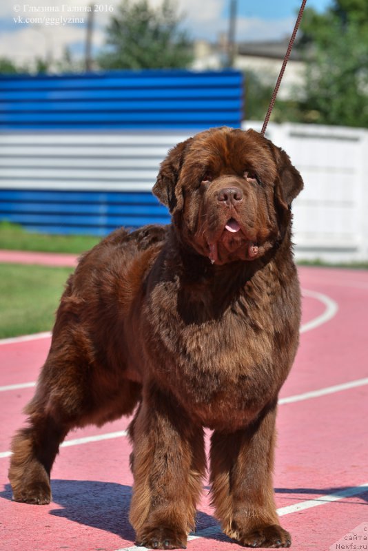 Фото: ньюфаундленд Plushevaya Panda Giorgio Beuerlu Hills (Плюшевая Панда Гиоргио Беуерлу Хиллс)