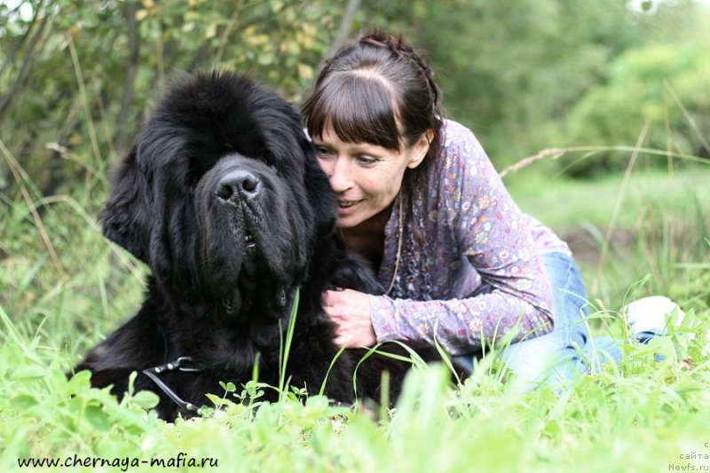 Фото: ньюфаундленд Chernaya Mafia Short and Sweet (Черная Мафия Шорт анд Свеет)