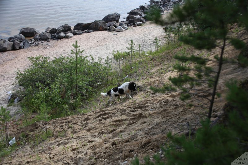 Фото: ньюфаундленд Bering ot Karel'skih Medvedey (Беринг от Карельских Медведей)