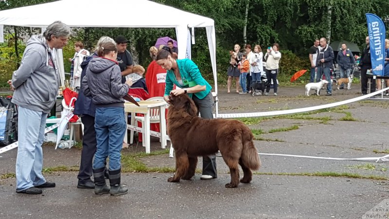 Фото: ньюфаундленд Cherniy Balu Zlatogor (Черный Балу Златогор)