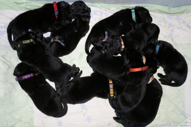 Фото: ньюфаундленд Chernaya Mafia Break The Bank (Черная Мафия Бреак Тхе Банк), ньюфаундленд Chernaya Mafia Blues In The Night (Черная Мафия Блуес Ин Тхе Нигхт), ньюфаундленд Chernaya Mafia Back To The Future (Черная Мафия Баск То Тхе Футуре), ньюфаундленд Chernaya Mafia Breaking The Law (Черная Мафия Бреакинг Тхе Лав), ньюфаундленд Chernaya Mafia Bringing Good Luck (Черная Мафия Брингинг Гоод Луск), ньюфаундленд Chernaya Mafia Be Cool (Черная Мафия Бе Коол), ньюфаундленд Chernaya Mafia Big Bang Theory (Черная Мафия Биг Банг Тхеору), ньюфаундленд Chernaya Mafia Beauty Beyond Senses (Черная Мафия Беауту Беуонд Сенсес), ньюфаундленд Chernaya Mafia Ball of Fire (Черная Мафия Балл оф Фире), ньюфаундленд Chernaya Mafia Blackberry Blossom (Черная Мафия Бласкберру Блоссом), ньюфаундленд Chernaya Mafia Because I Am Worth It (Черная Мафия Бекаусе И Ам Вортх Ит)