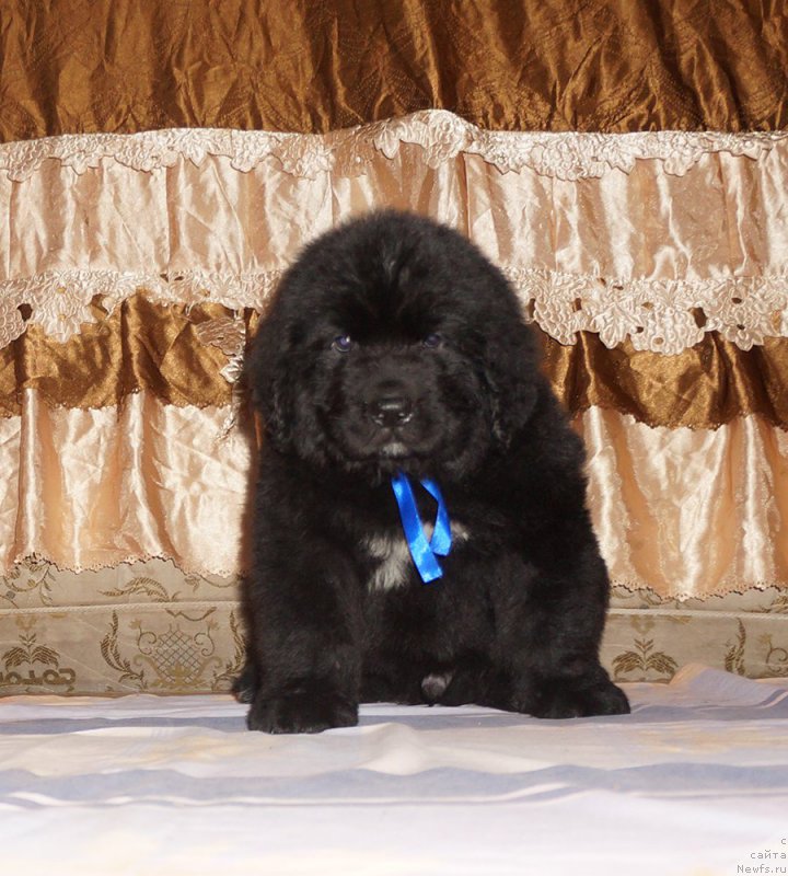 Фото: Старди Коллекшн Дуглас