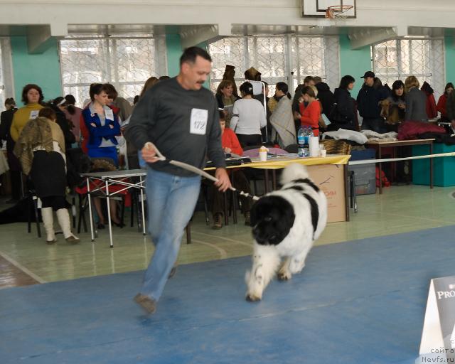 Фото: ньюфаундленд Super Bizon Baton (Супер Бизон Батон), Sergey Seleznev (Сергей Селезнев)