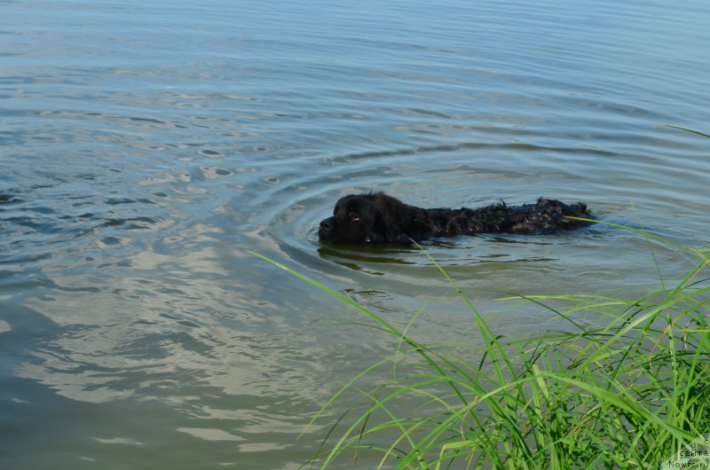 Фото: ньюфаундленд CHernyiy Balu Zahar (Черный Балу Захар)
