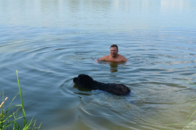 Фото: ньюфаундленд CHernyiy Balu Zahar (Черный Балу Захар)