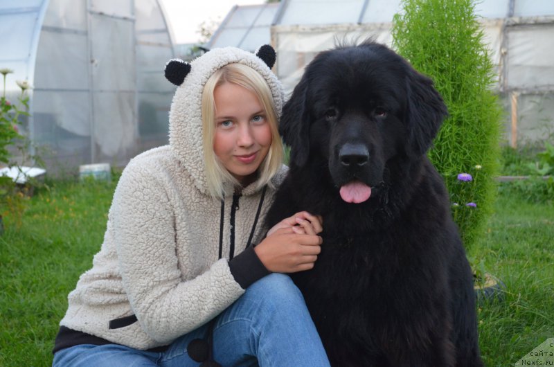 Фото: ньюфаундленд CHernyiy Balu Zahar (Черный Балу Захар)