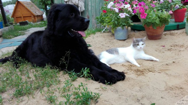 Фото: ньюфаундленд CHernyiy Balu Zahar (Черный Балу Захар)