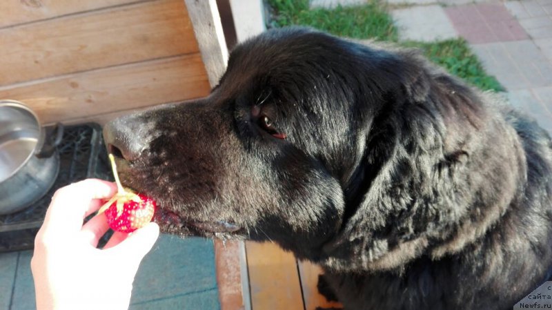 Фото: ньюфаундленд CHernyiy Balu Zahar (Черный Балу Захар)