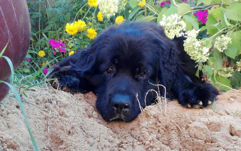 Фотография № 212122