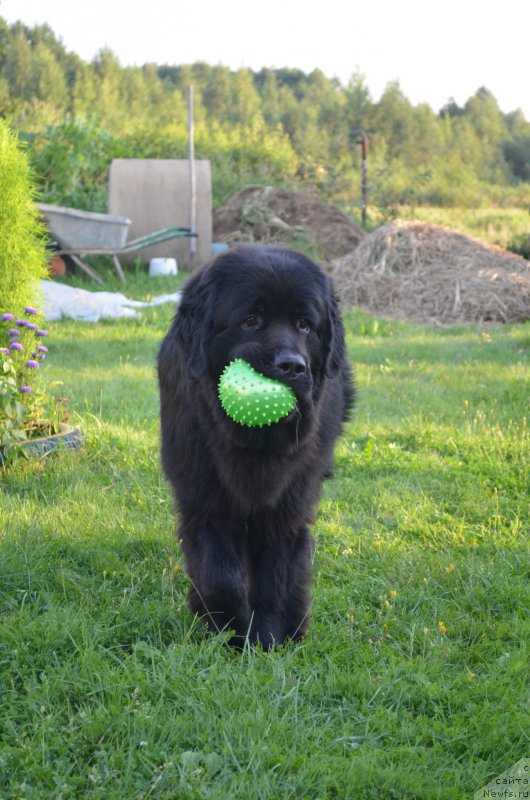 Фото: ньюфаундленд CHernyiy Balu Zahar (Черный Балу Захар)