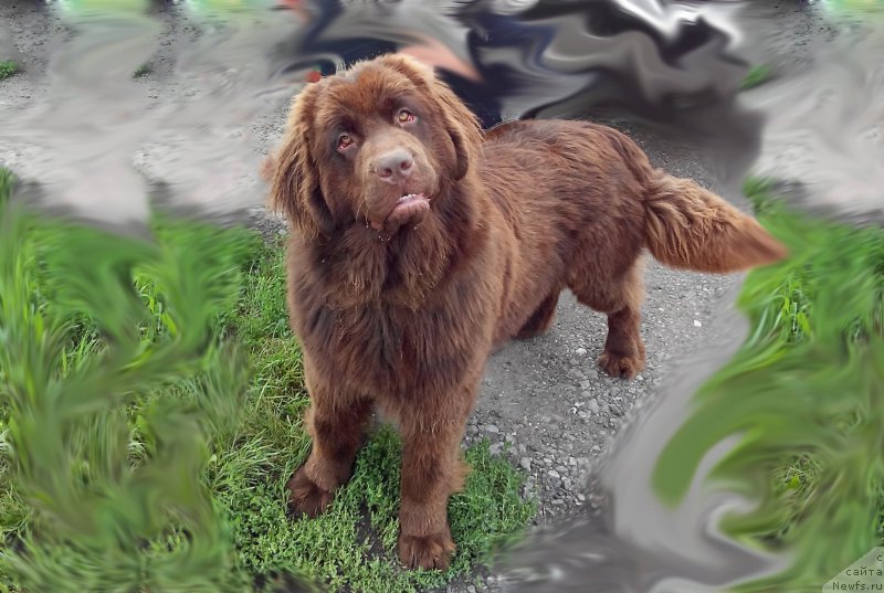 Фото: ньюфаундленд Brownblood MSK Sabina Ester (Браунблад МСК Сабина Эстер)