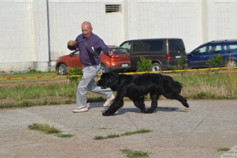 Фото: ньюфаундленд Nikita Bogatyr Imperii (Никита Богатырь Империи)