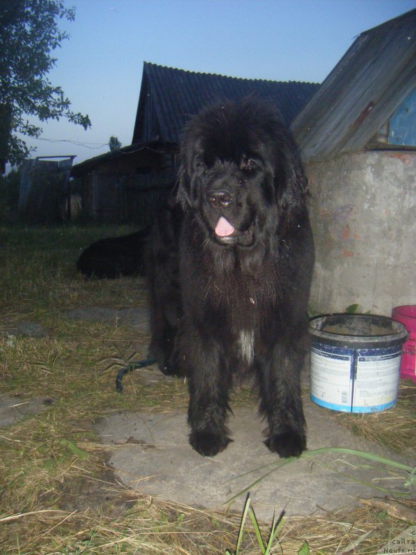 Фото: ньюфаундленд Fiona Style Super Mishka