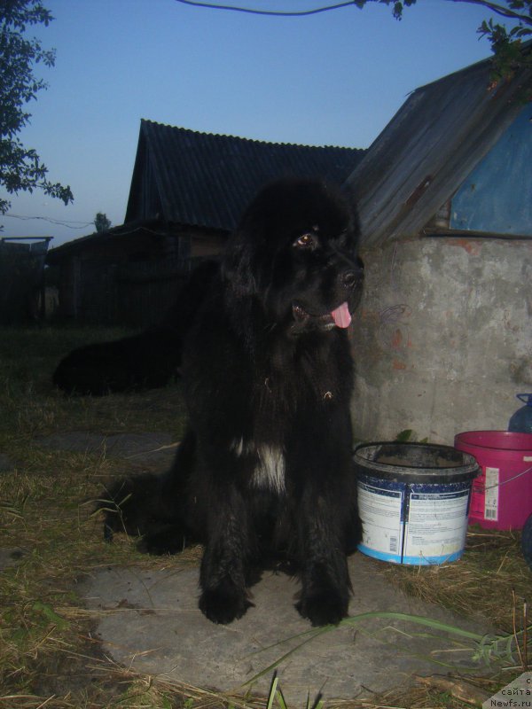 Фото: ньюфаундленд Fiona Style Super Mishka